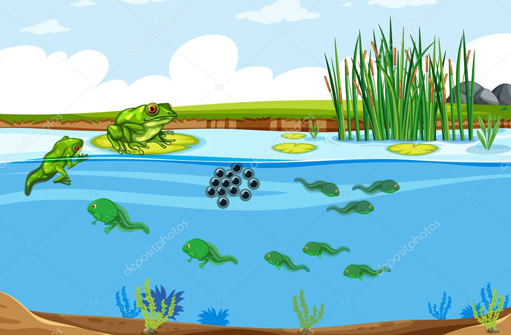Green frog life cycle scene illustration