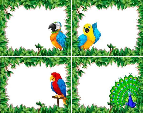 鳥のフレーム図のセット — ストックベクタ