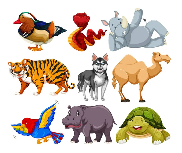 Conjunto Ilustración Diferentes Caracteres Animales — Vector de stock