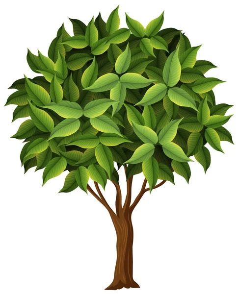 Přírodní strom na bílém pozadí — Stockový vektor