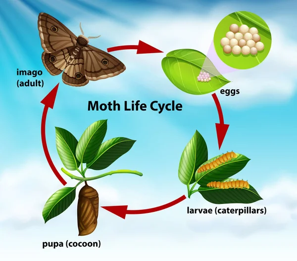 Un ciclo de vida de polilla — Archivo Imágenes Vectoriales