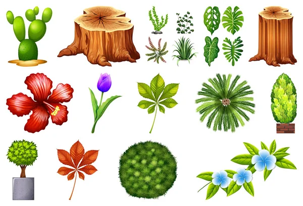 Ensemble de plantes ornementales — Image vectorielle