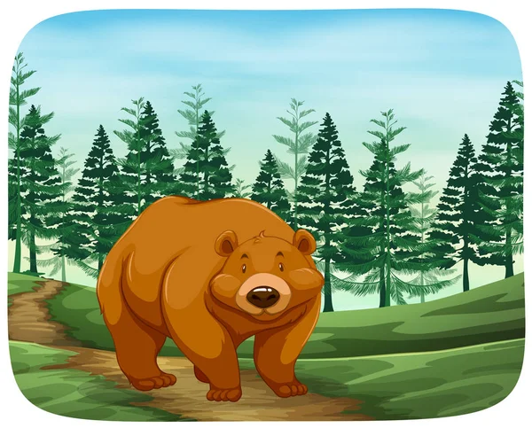 Bear in the wild — Stock Vector