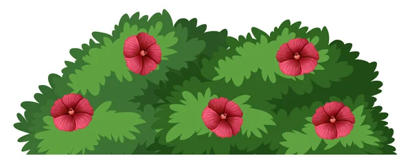 Cespuglio di fiori isolato con fiori — Vettoriale Stock