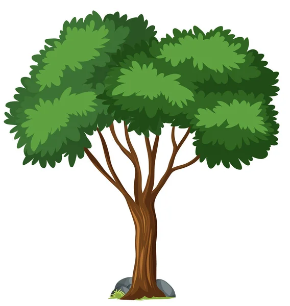 Μεμονωμένο δέντρο σε λευκό φόντο — Διανυσματικό Αρχείο