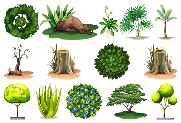 Ensemble de différentes plantes — Image vectorielle