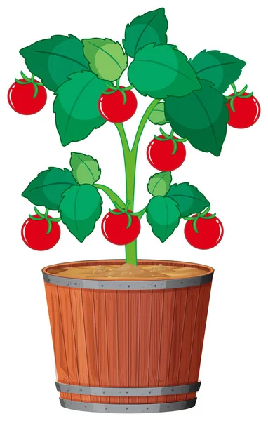 Una planta de tomate en la olla — Vector de stock