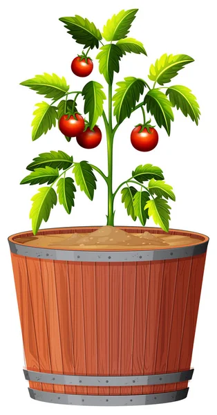 Uma planta de tomate no pote — Vetor de Stock