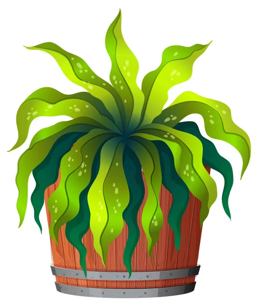 A green plant in pot — Stock Vector