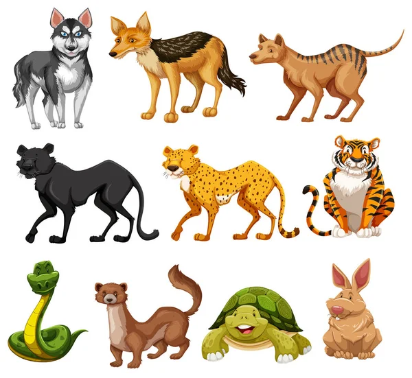 Set of animal character — Stock Vector