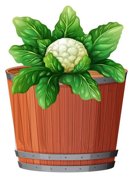 Bloemkool in grote pot — Stockvector