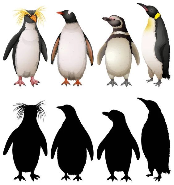 Silhouette, color and outline version of penguins — Stock Vector