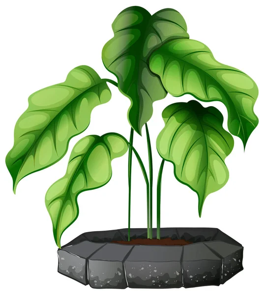 Planta en maceta con suelo aislado — Vector de stock