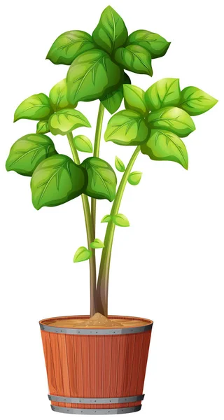 Planta de maceta con hojas verdes sobre un fondo blanco aislado — Vector de stock