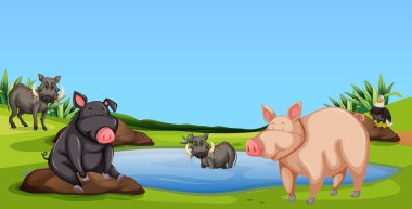 Gün boyunca bir gölet çevreleyen domuzlar