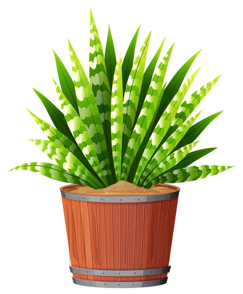 Plant in pot with soil isolated — Stock Vector