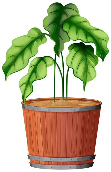 Planta de maceta con hojas verdes sobre un fondo blanco aislado — Vector de stock