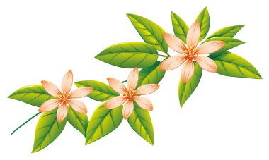 Beyaz arka planda güzel çiçekler ve yeşil yapraklar