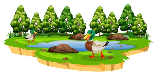 白日池塘周围的鸭子 — 图库矢量图片