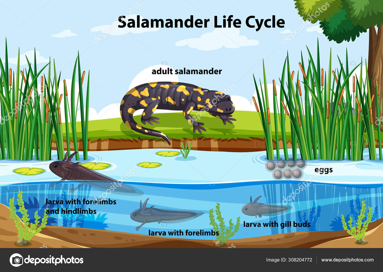 salamander cycle stroller