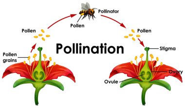 Çiçek ve arı ile tozlaşmagösteren diyagram