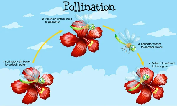 Diagrama que muestra la polinización con flores e insectos — Vector de stock