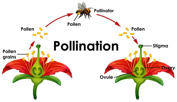 Diagrama que muestra la polinización con flor y abeja — Archivo Imágenes Vectoriales