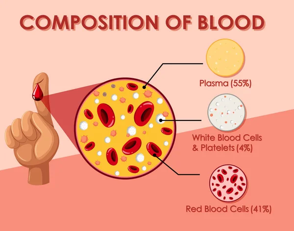 Schema che mostra la composizione delle cellule del sangue — Vettoriale Stock