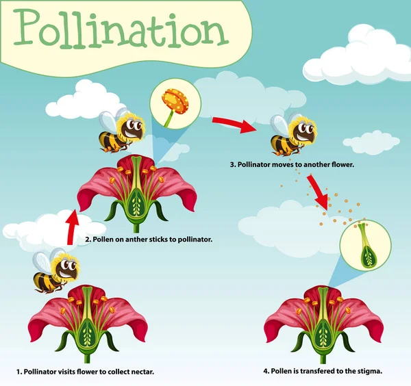 Diagram showing pollination with bee and flowers — Stock Vector