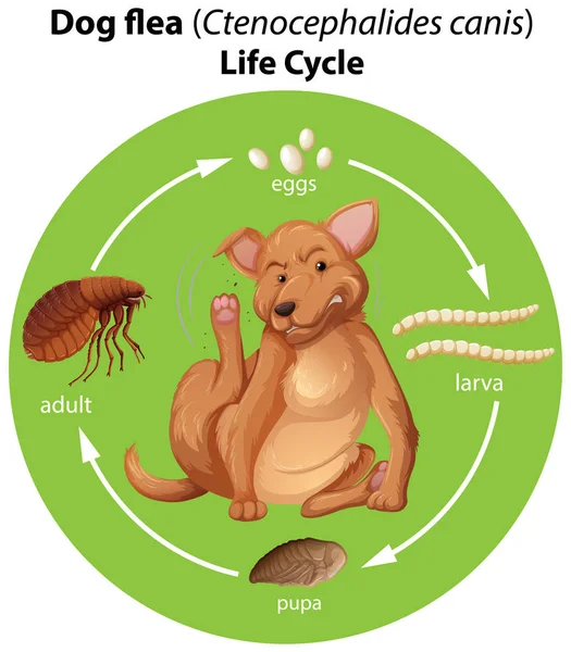 Diagram met de vlooien levenscyclus van de hond — Stockvector