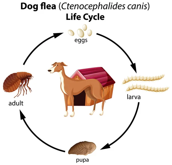 Hond vlooien levenscyclus op witte achtergrond — Stockvector