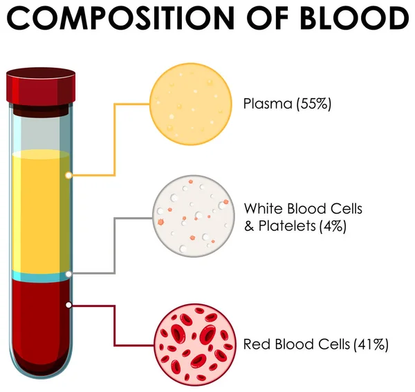 Schema che mostra la composizione del sangue — Vettoriale Stock