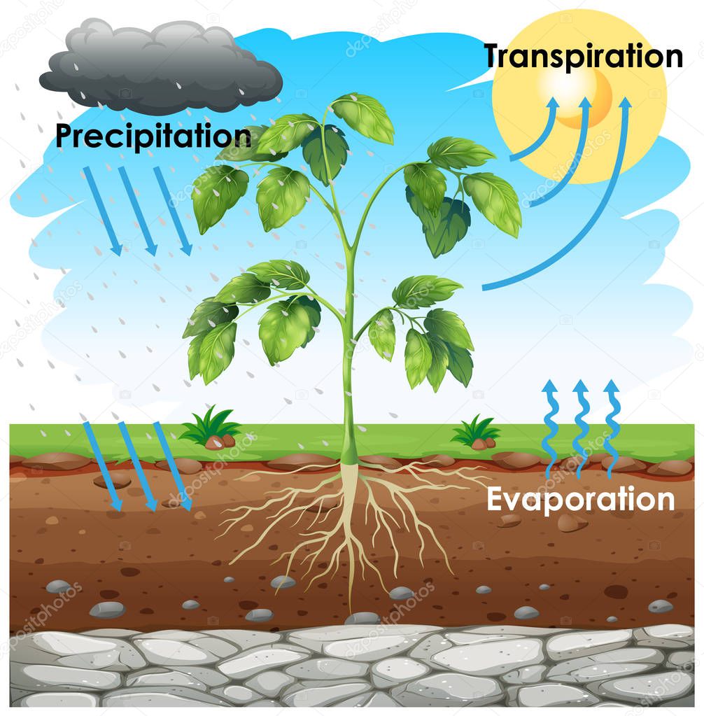 Diagram showing transpiration with plant in garden