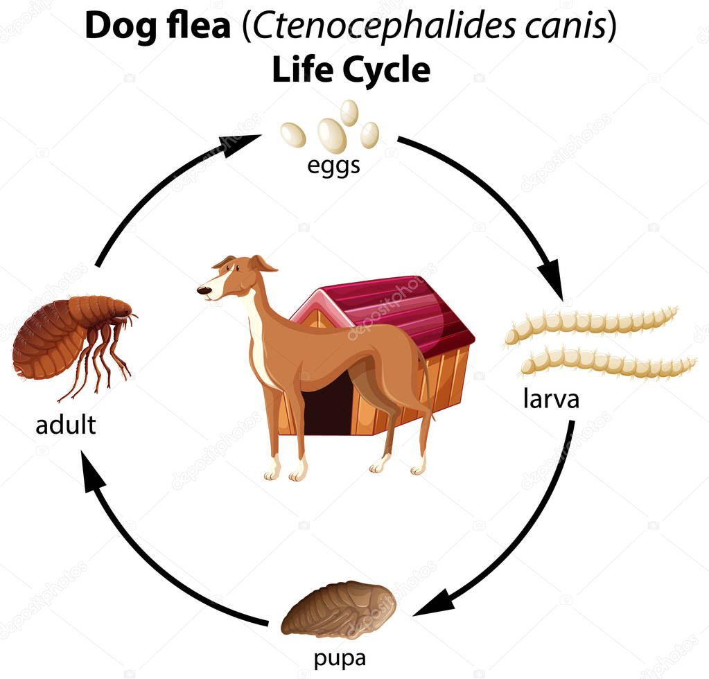 Dog flea life cycle on white background