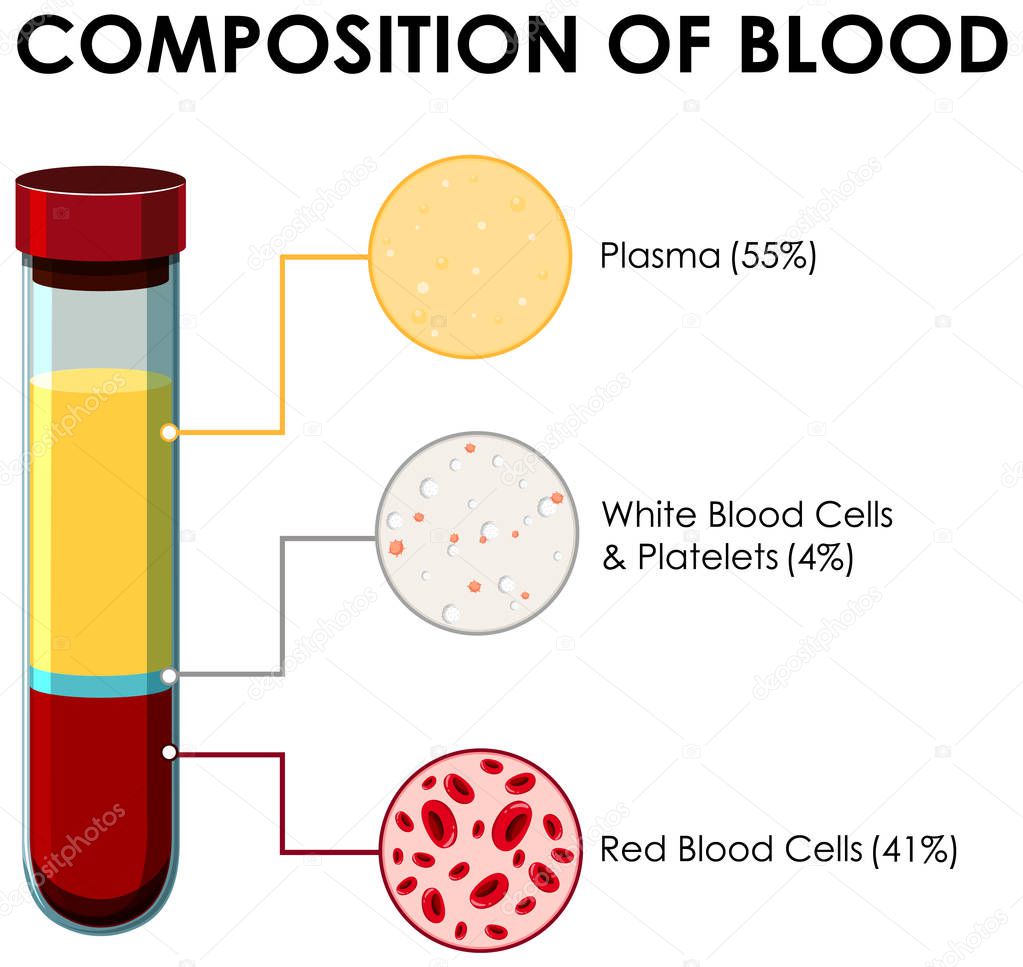 Diagram showing composition of blood