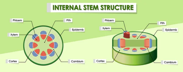 Diagrama que muestra la estructura interna del tallo — Archivo Imágenes Vectoriales