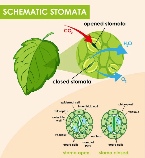 Diagramm mit schematischen Stomaten — Stockvektor