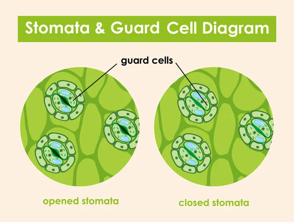 Schéma zobrazující stomata a strážní buňku — Stockový vektor