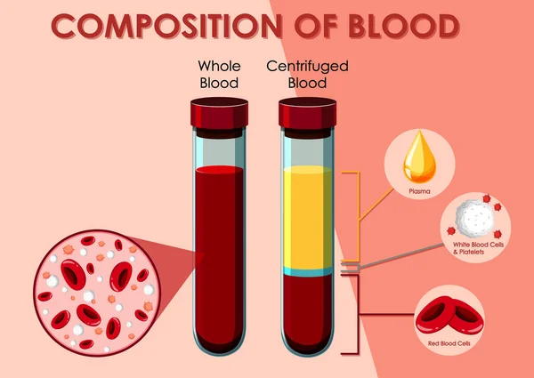 Diagram showing composition of blood — Stock Vector