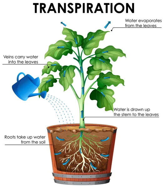 Diagrama de transpiración con planta y agua — Vector de stock