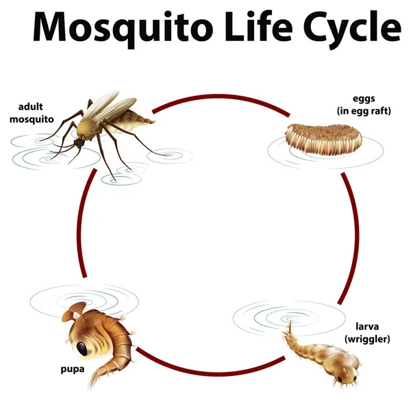 Diagrama mostrando ciclo de vida do mosquito — Vetor de Stock