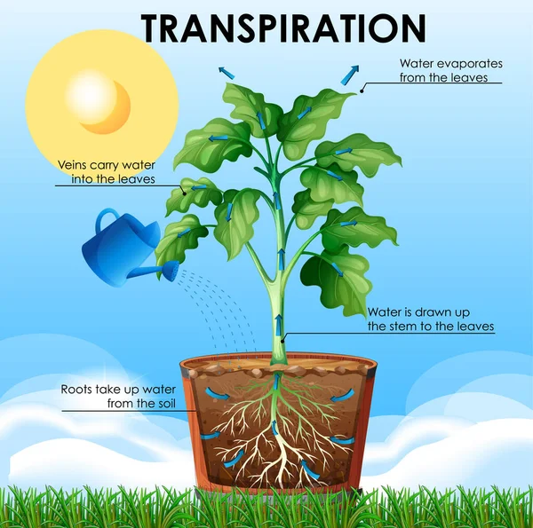 Diagrama que muestra transpiración con planta y agua — Vector de stock