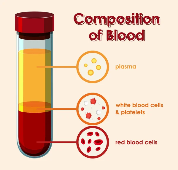 Diagram showing composition of blood — Stock Vector