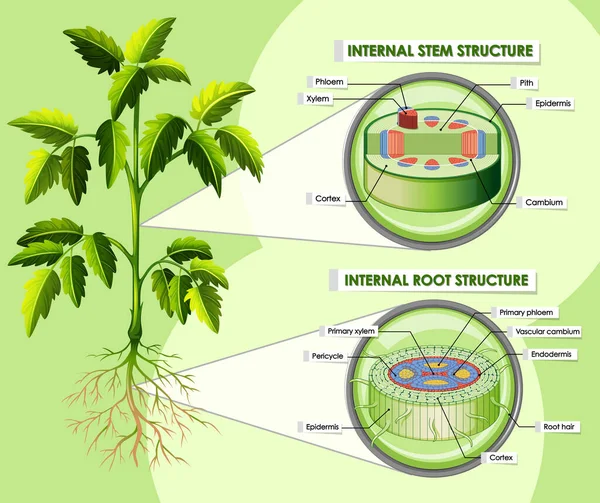 Diagramme montrant la structure interne de la tige — Image vectorielle