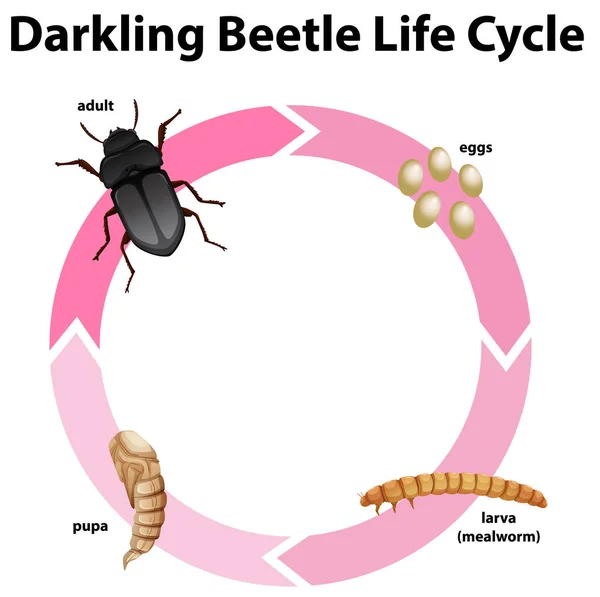 Diagram som visar den mörkare skalbaggens livscykel — Stock vektor