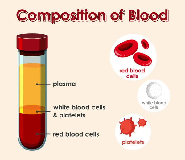 Diagram showing composition of blood — Stock Vector