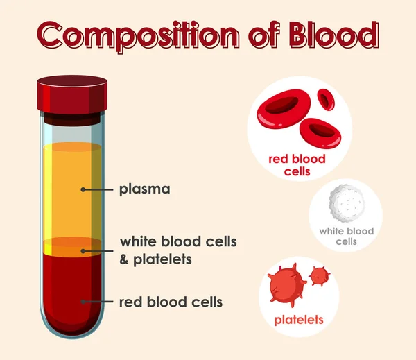 显示血液成分的图表 — 图库矢量图片