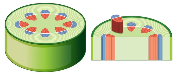 Diagrama que muestra la estructura del tallo — Vector de stock