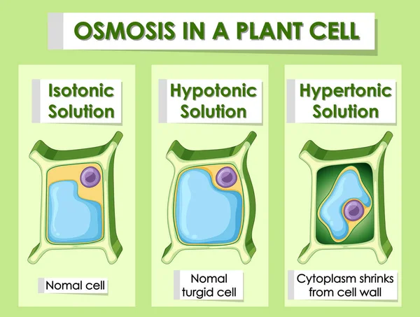 Schema che mostra l'osmosi nelle cellule vegetali — Vettoriale Stock