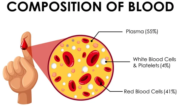 Diagram som visar blodets sammansättning — Stock vektor